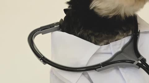 VETERINARY DOCTOR FUN VIDEO