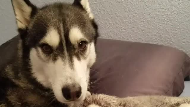 Husky displays motherly instincts with stuffed animal