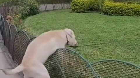 Anmal funny video