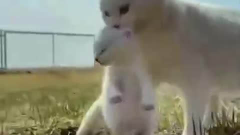 Let's go home now #shorts #viral #shortsvideo #video