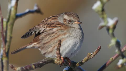 The Dunnock: Close Up HD Footage (Prunella modularis)