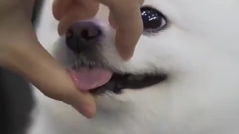 Cutie dog video