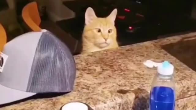 Birthday cat throw the cakeš¤£