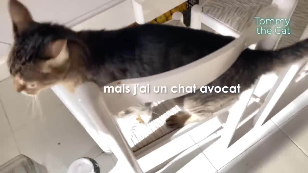 Why my Cat woke me up at 5 a.m.