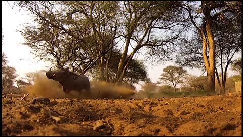AFRICAN SPEAR HUNTING