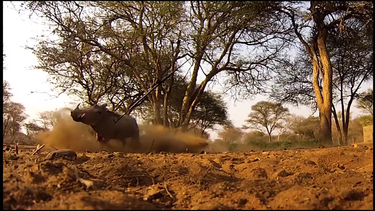 AFRICAN SPEAR HUNTING