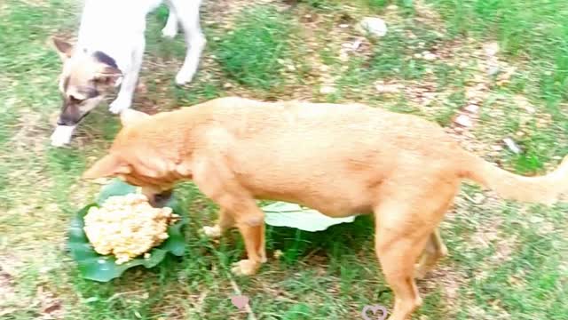 Street Dog Feeding - The EASY Way To Feed Your Dog In The Street