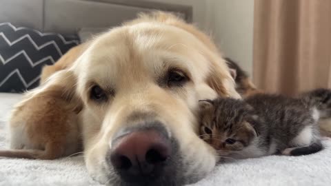 Baby Kittens Love Golden Retriever