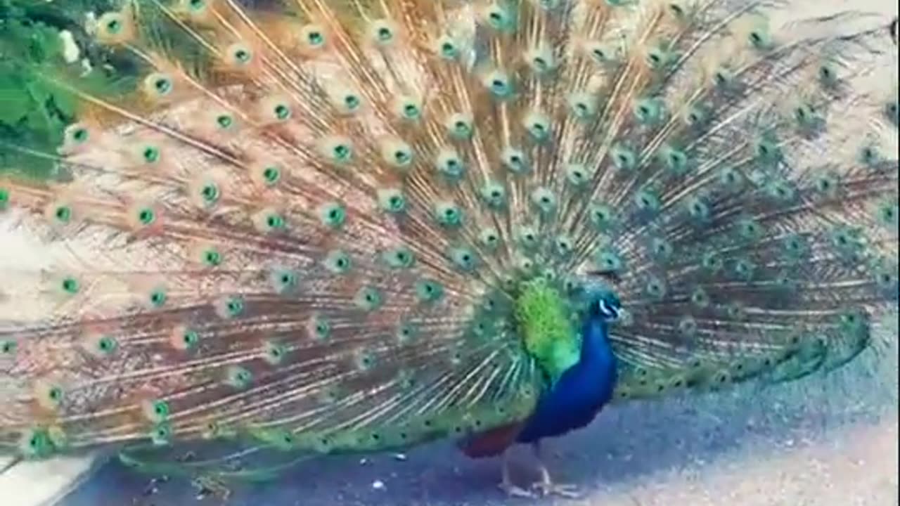 Beautiful bird