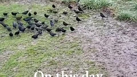 Philosophical birds