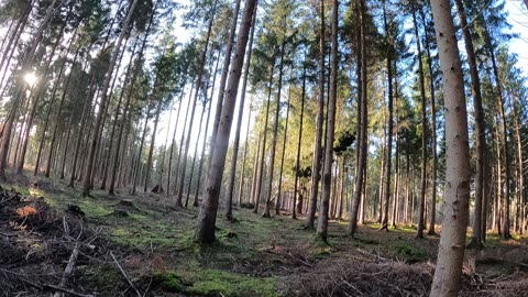 Finding a place to wildcamp in the woods. 18th Jan 2023