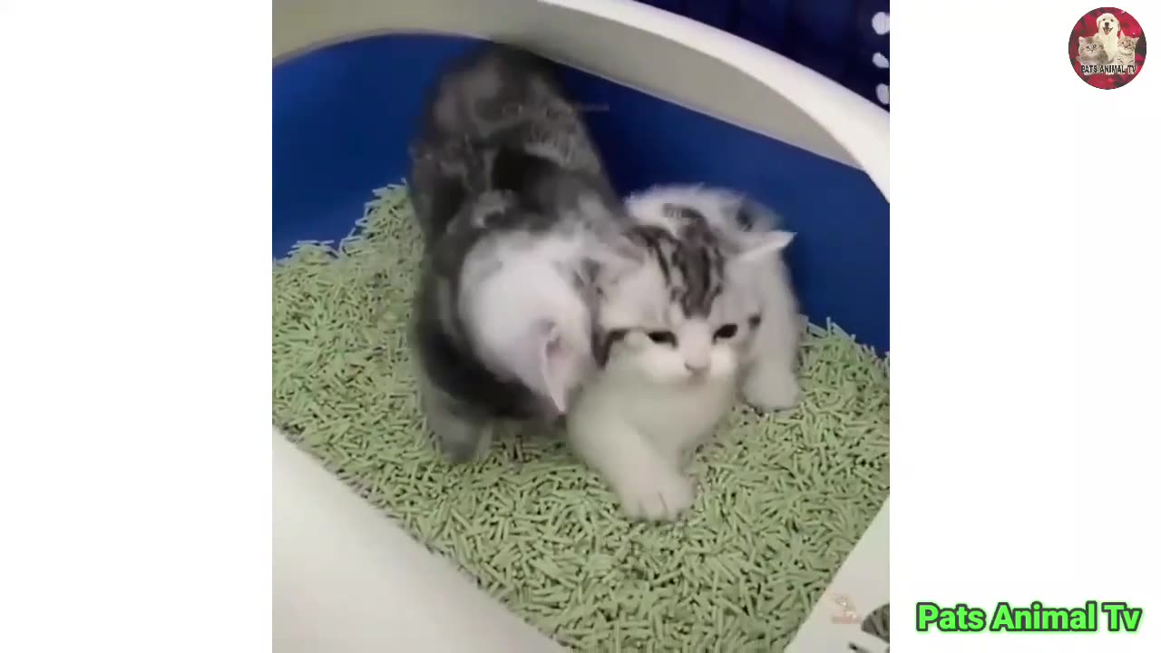 Fluffy Feline Fun: Playful Kittens at Their Best