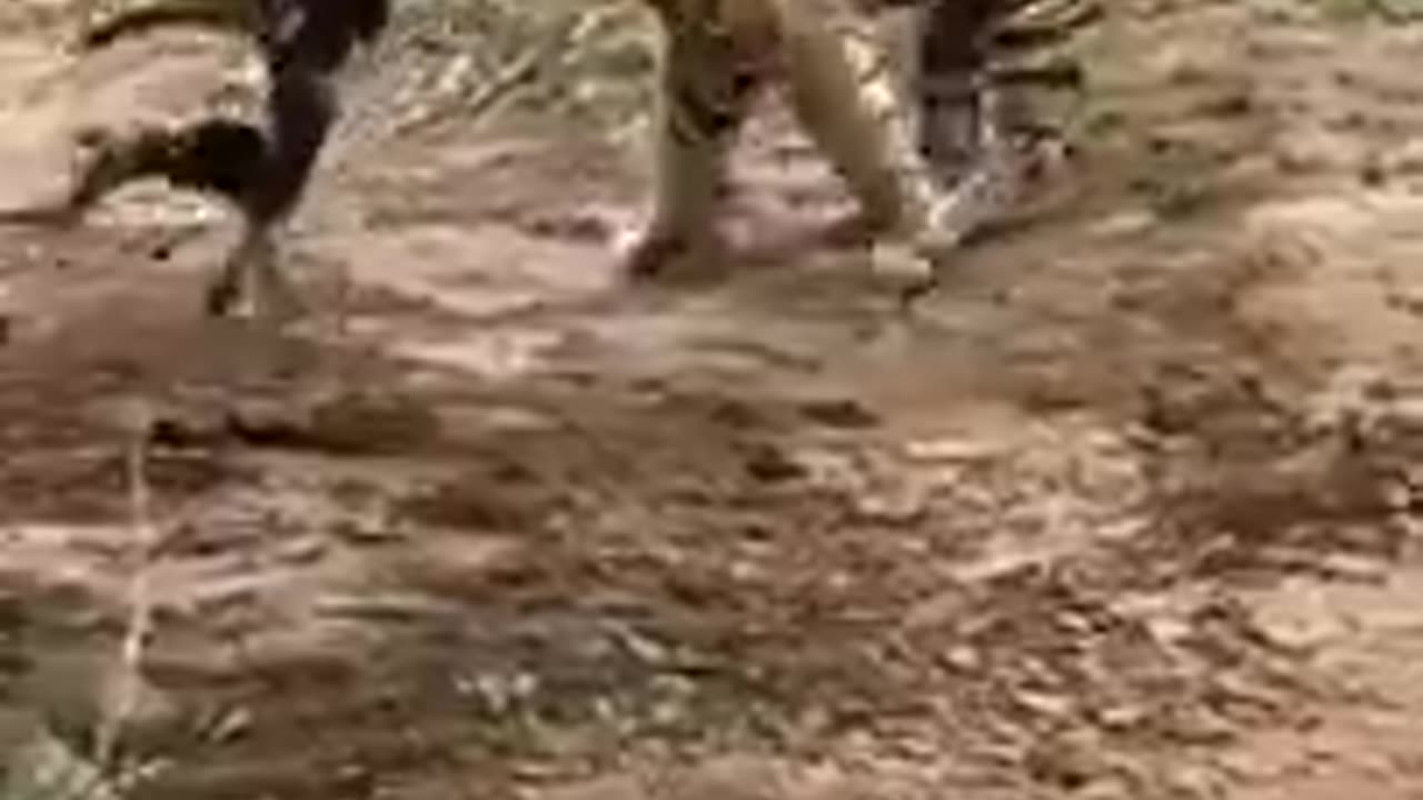 Tiger killed the dog in a second