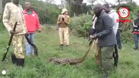 New species of python found in Africa