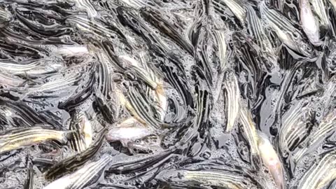 Amazing Tengra Fish Video In Fish Market l Best Tengra Fish Video#shorts