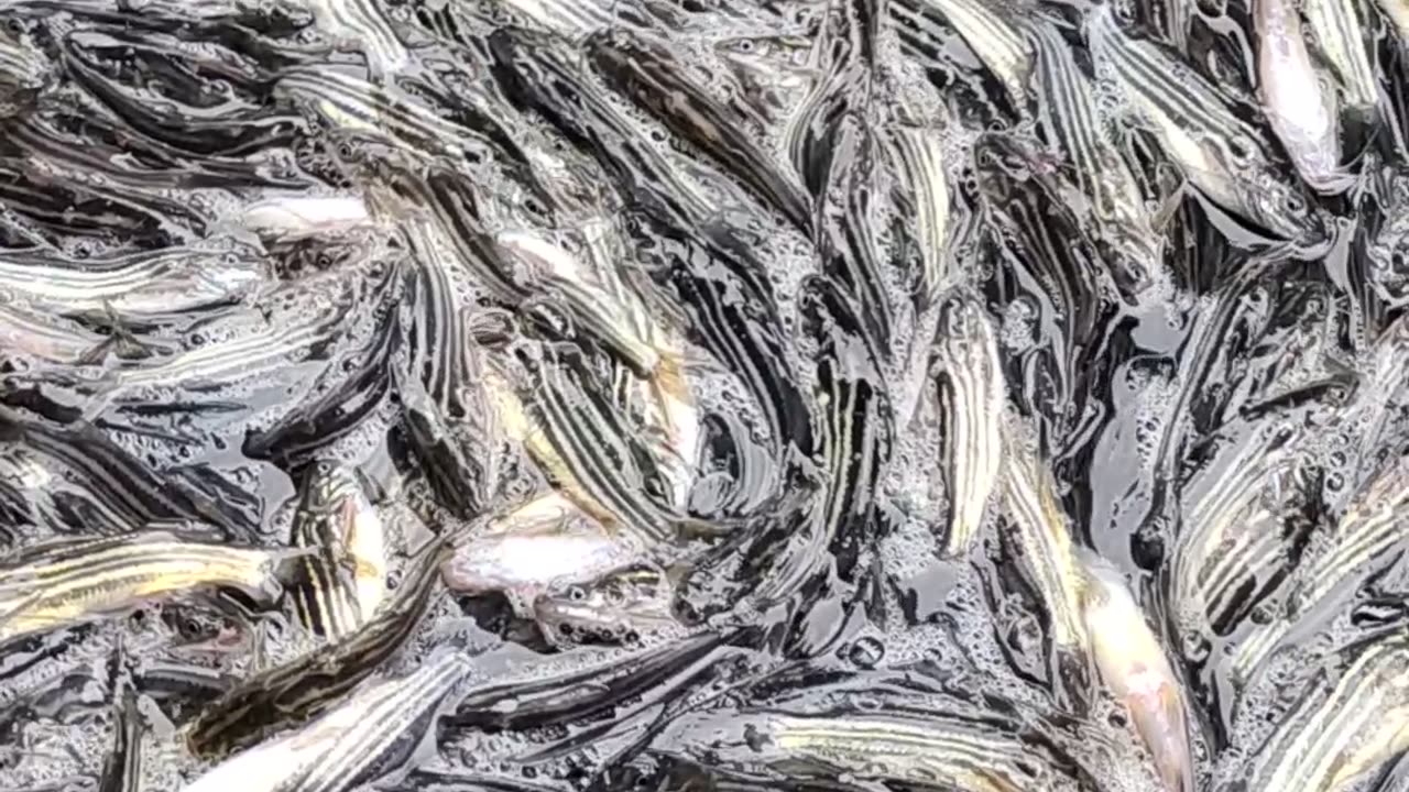 Amazing Tengra Fish Video In Fish Market l Best Tengra Fish Video#shorts