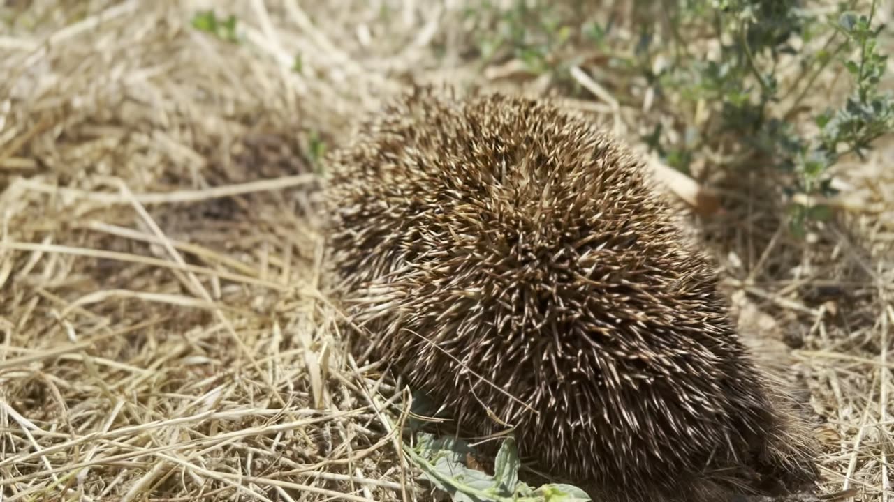 On a search for hedgehogs. Poor thing!