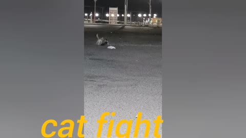 cat fight