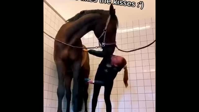 Made your day with these funny and cute Horses | Funny horse videos compilation