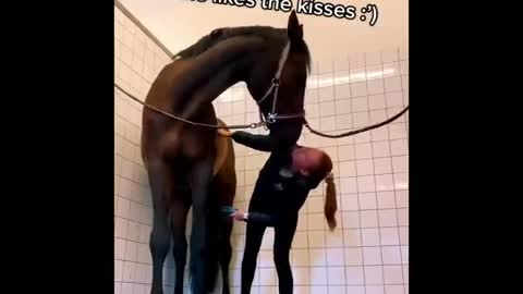 Made your day with these funny and cute Horses | Funny horse videos compilation