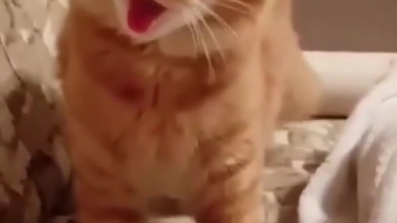 Amazing Funny Cats Trending Clips😍