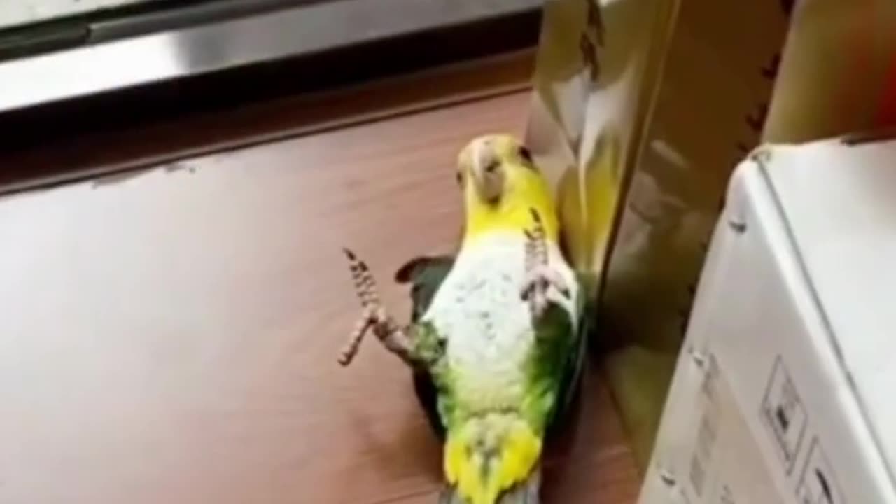 Cute Parrot Funny video