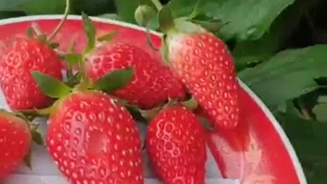 Strawberry harvest in the front yard