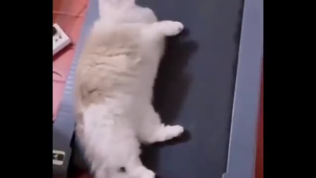 Funny cat compilation 😂2022
