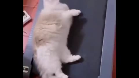 Funny cat compilation 😂2022