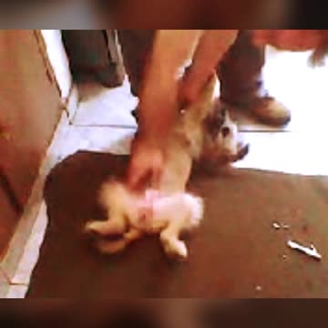 SHORT - Memórias Vô Alziro com a SAUDOSA PET SUZY Agosto de 2010