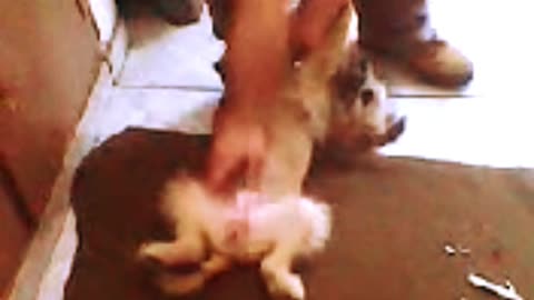 SHORT - Memórias Vô Alziro com a SAUDOSA PET SUZY Agosto de 2010