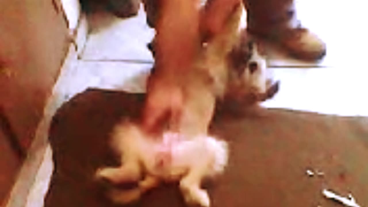 SHORT - Memórias Vô Alziro com a SAUDOSA PET SUZY Agosto de 2010