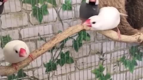 A nest for them