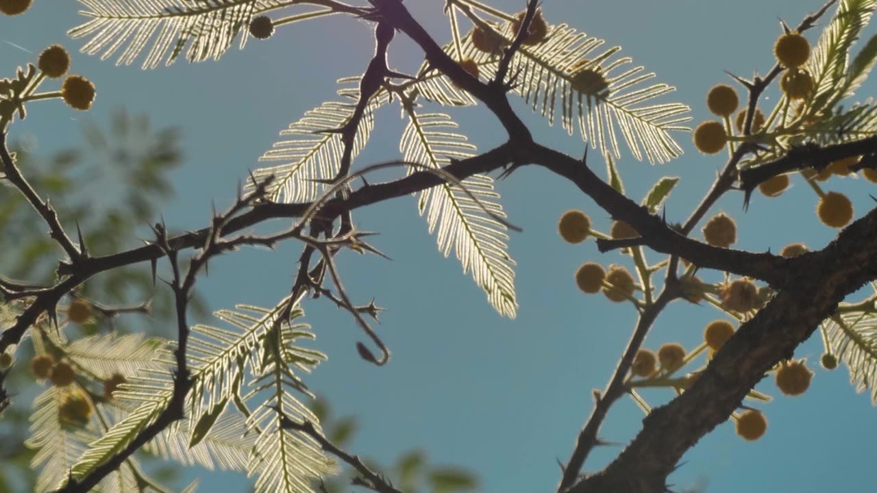 tree with yellow flowers