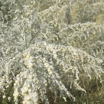 Small flowers of wild grass