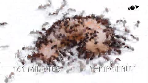 Timelapse Ants vs Shrimp