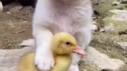 Funny Animals Video