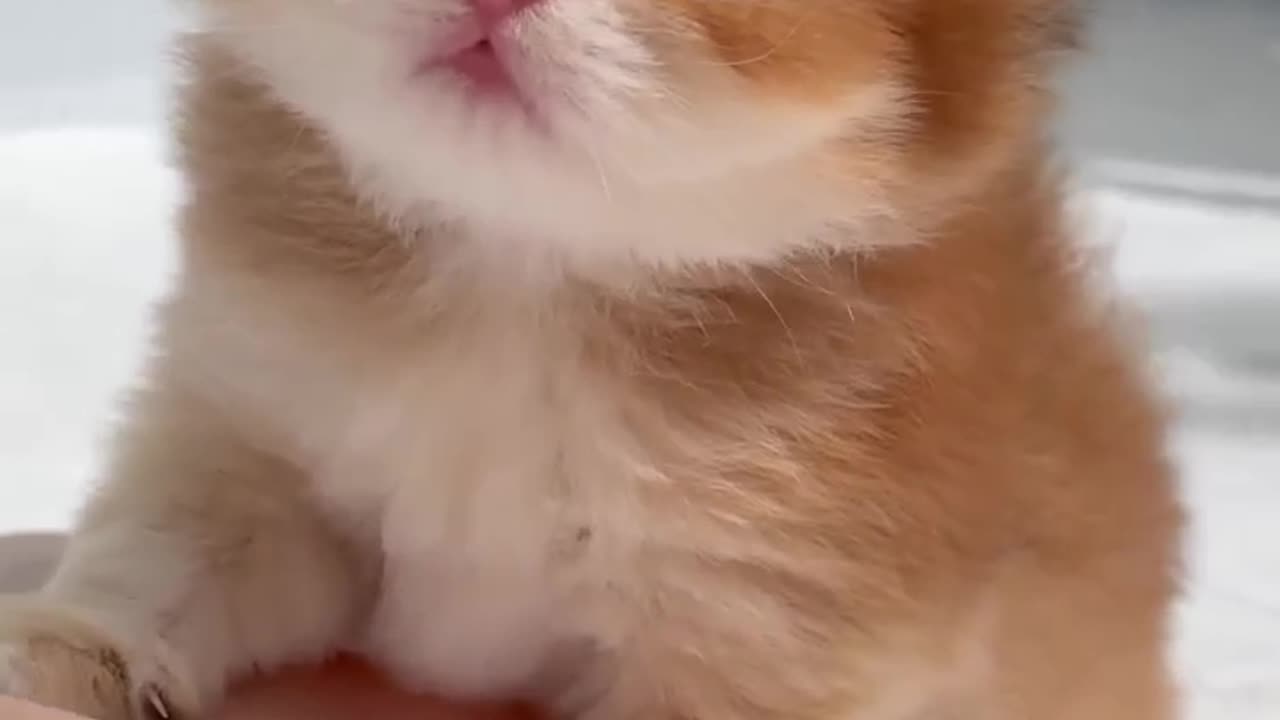 #cat