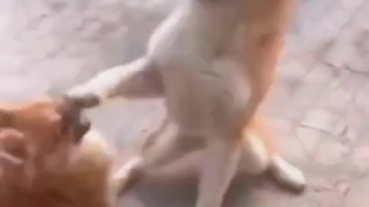 Funny dog 🐕 video