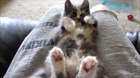 Kitten Stretch