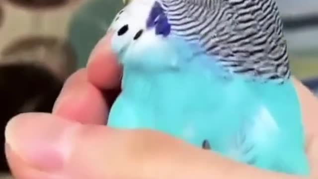 World Animal Day