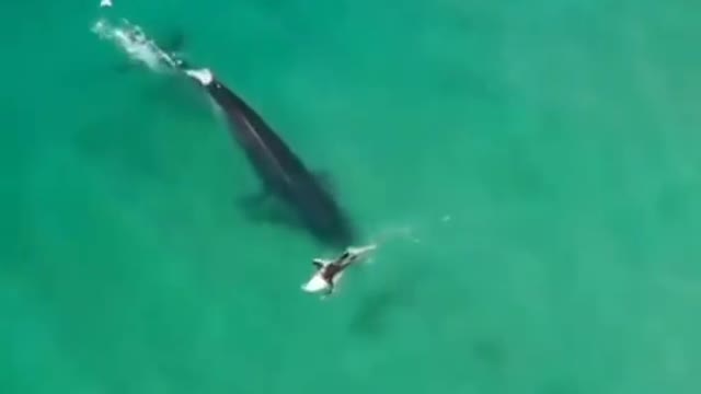 BIG WHALE SURFING WITH THE SURFER