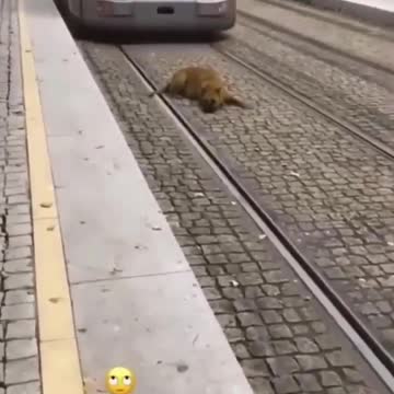 Dog run over by train