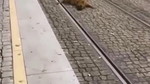 Dog run over by train