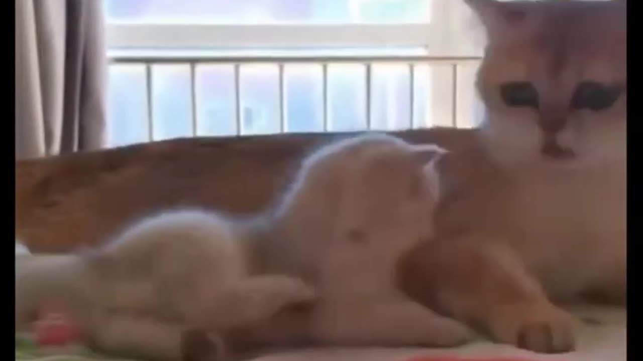 Funny cat video 2023