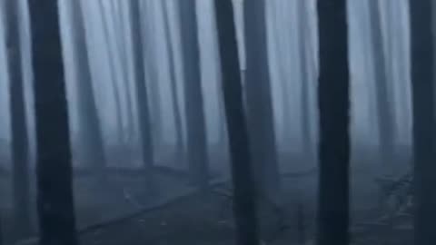 Footage from the Burned Out Serebryansky Forest