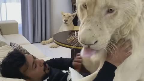 Lions understand loving