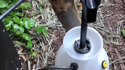 GIANT King Cobra Drinks Water!