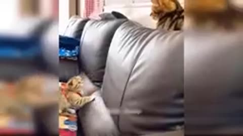 Funny cat videos