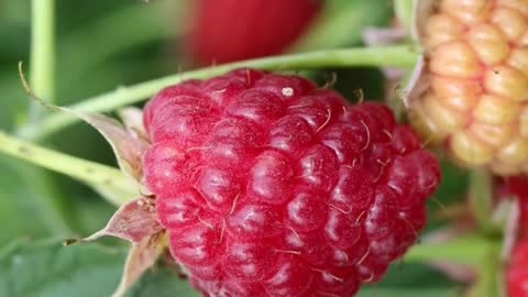 Raspberries fruit Plants #raspberry #fruits